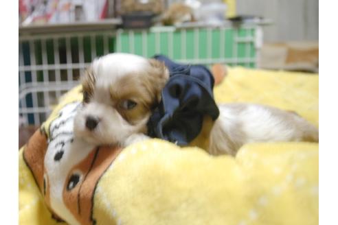 成約済の埼玉県のキャバリアキングチャールズスパニエル-54234の3枚目